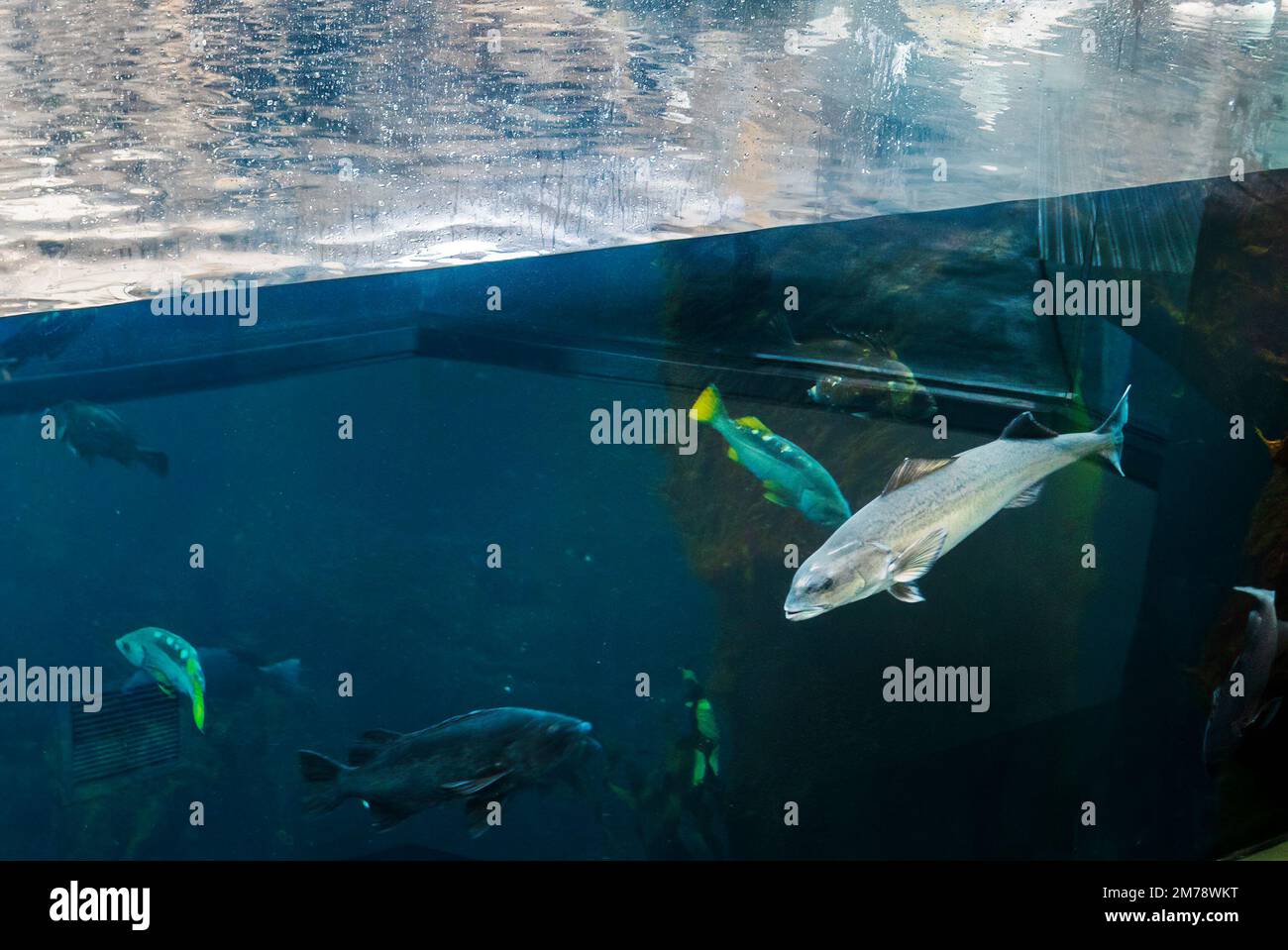 Live underwater fish in large glass walled aquarium; Alaska SeaLife Center; Resurrection Bay; Seward; Alaska; USA Stock Photo