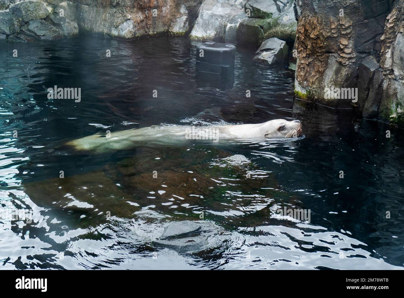 Steller Sea Lion; Eumetopias jubatus; in large glass walled aquarium