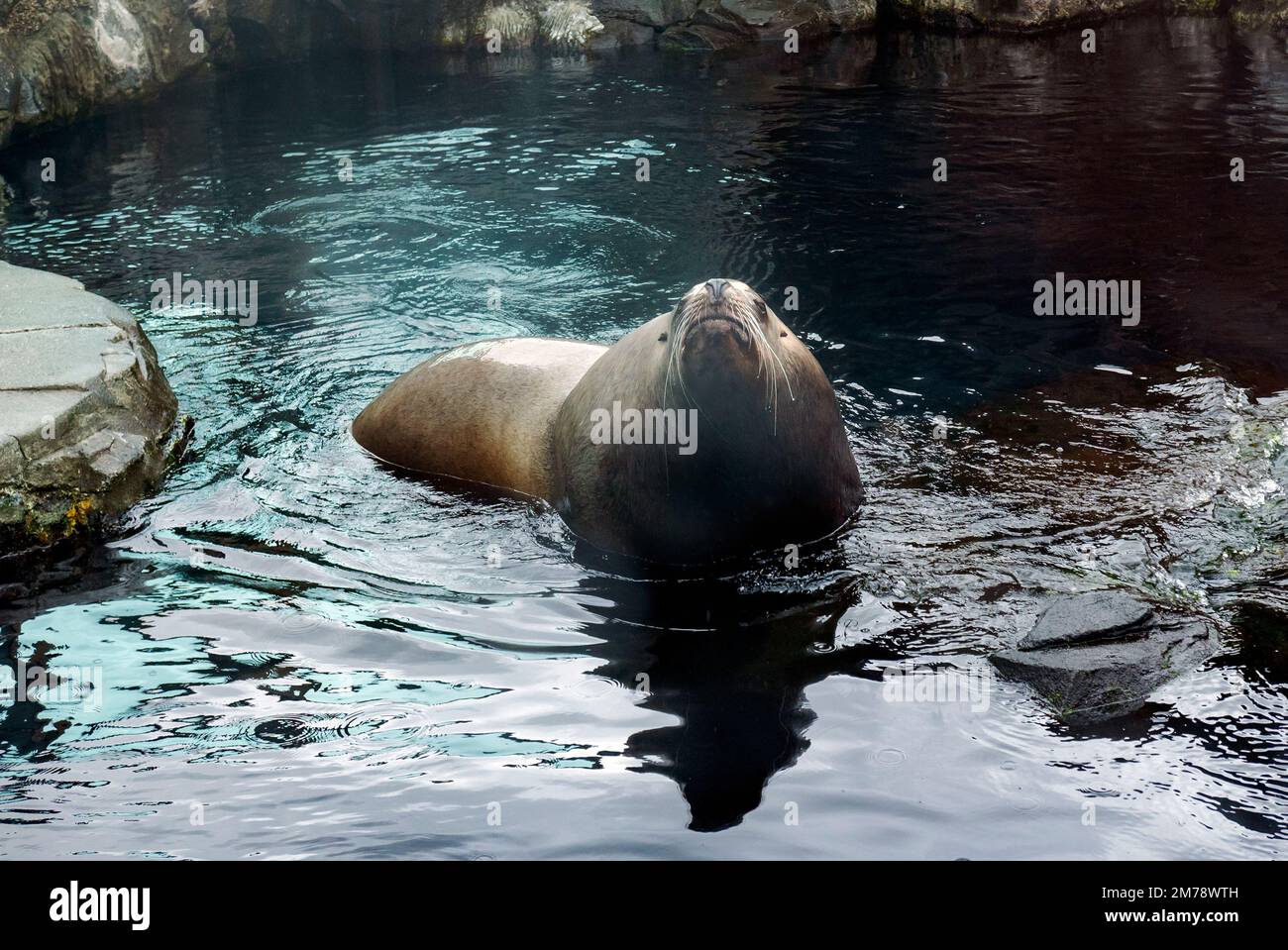 Steller Sea Lion; Eumetopias jubatus; in large glass walled aquarium