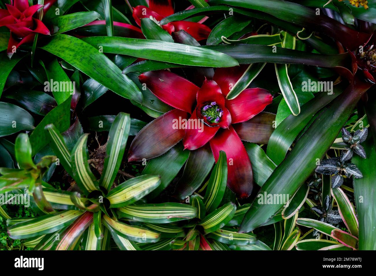 Exotische zimmerpflanze hi-res stock photography and images - Alamy