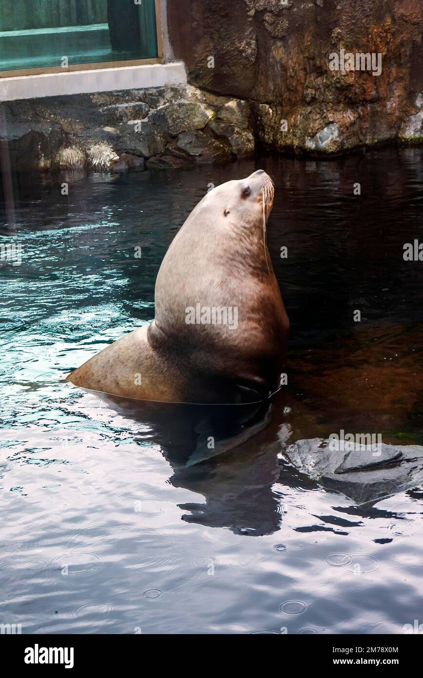 Steller Sea Lion; Eumetopias jubatus; in large glass walled aquarium
