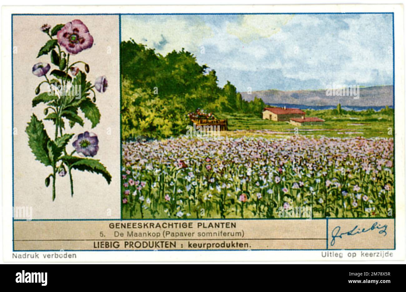 opium poppy or breadseed poppy, representation on a trading card Papaver somniferum,  (, ), Schlafmohn, Darstellung auf einer Sammelkarte Stock Photo