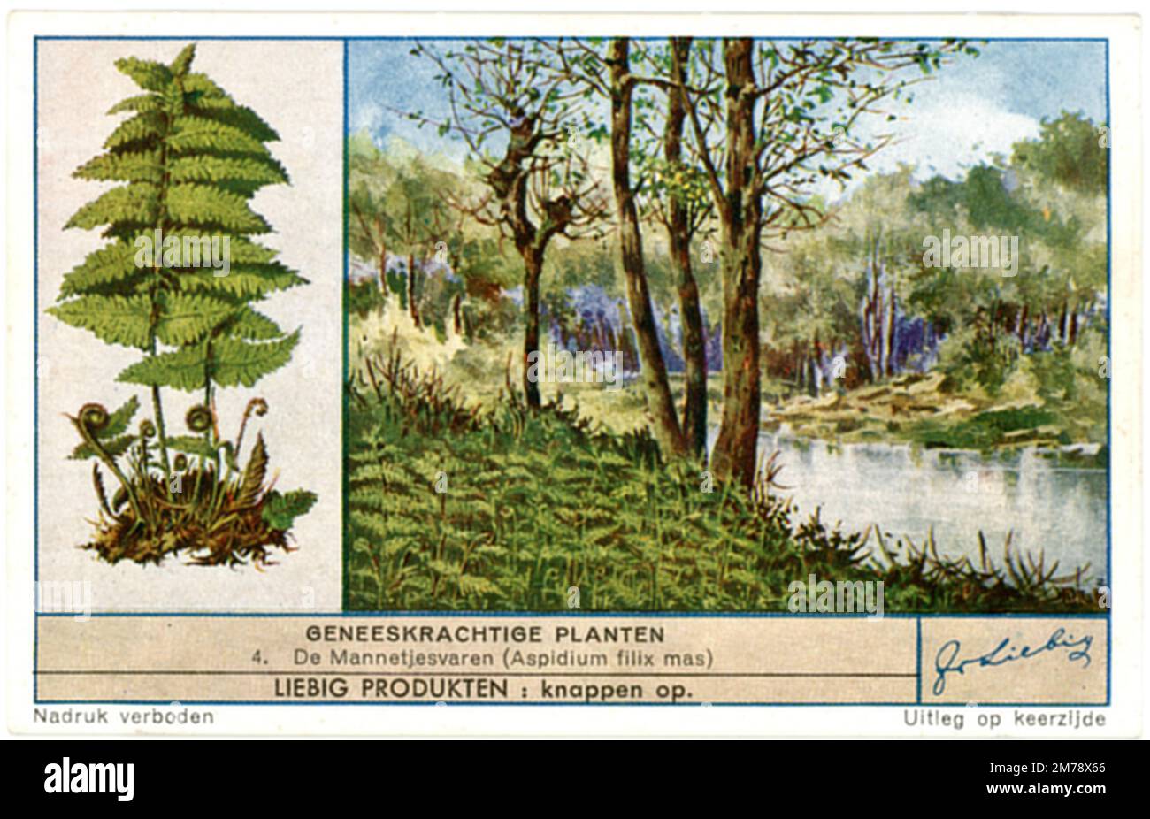 Male fern, representation on a trading card Dryopteris filix-mas,  (, ), Wurmfarn, Darstellung auf einer Sammelkarte Stock Photo