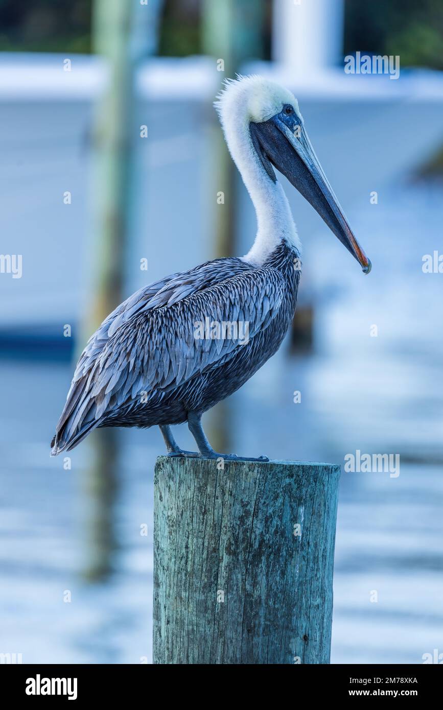 Pelicans are a genus of large water birds that make up the family Pelecanidae. They are characterized by a long beak and a large throat. Stock Photo