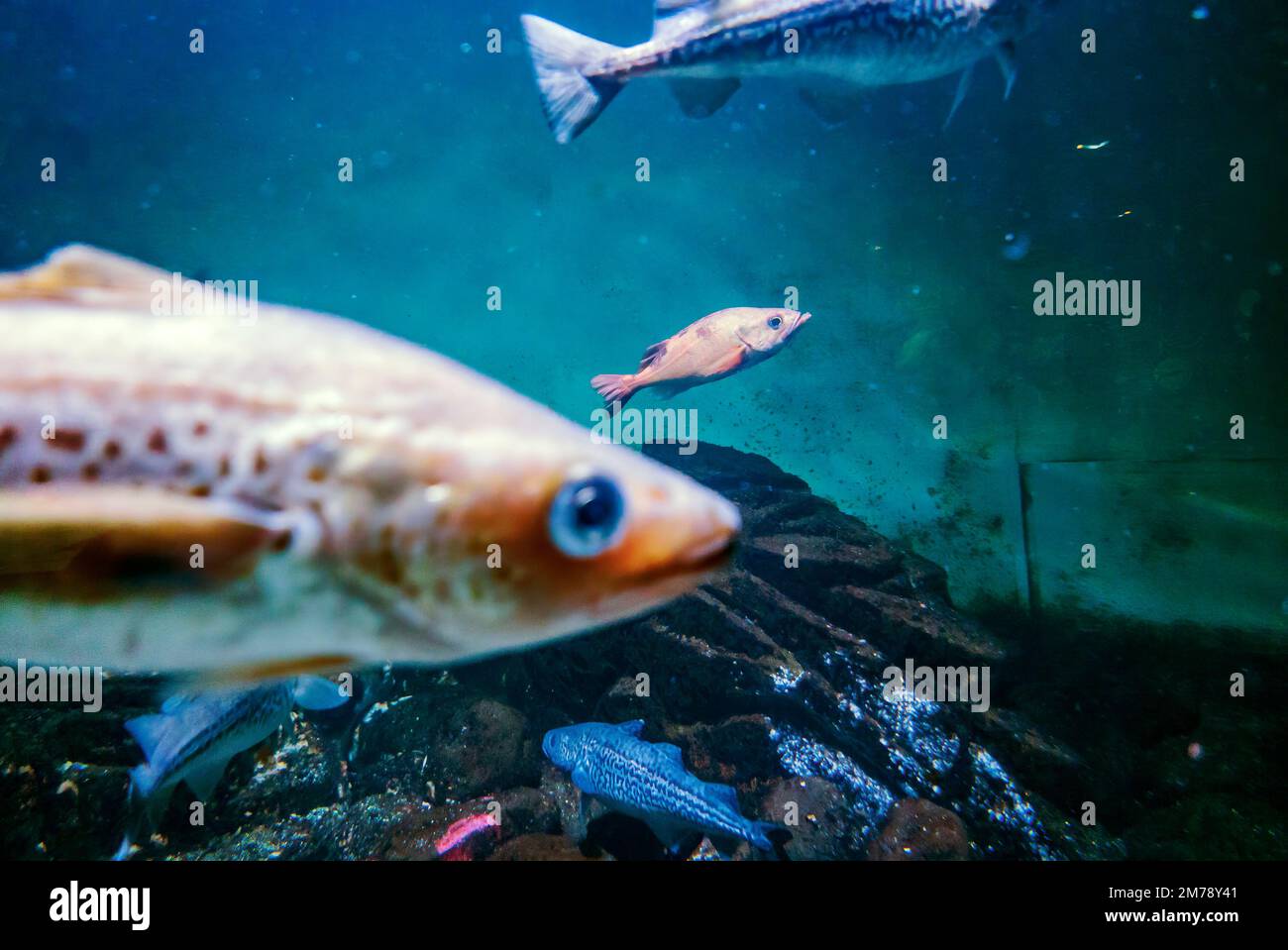 Live underwater fish in large glass walled aquarium; Alaska SeaLife Center; Resurrection Bay; Seward; Alaska; USA Stock Photo