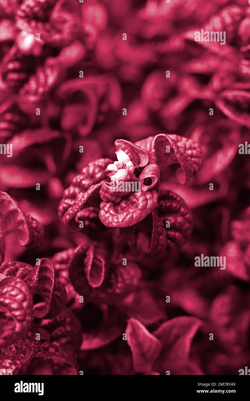 The unusual curly leaves of the shrub Leucothoe axillaris, toned a trendy Viva Magenta color. Background foliage image in the color of the year shades Stock Photo