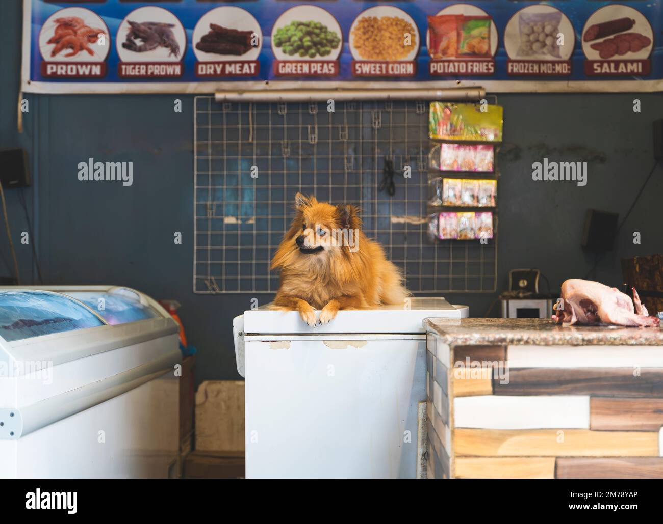 Dog spitz lying on the fridge in a grocery shop in Kathmandu, Nepal Stock Photo