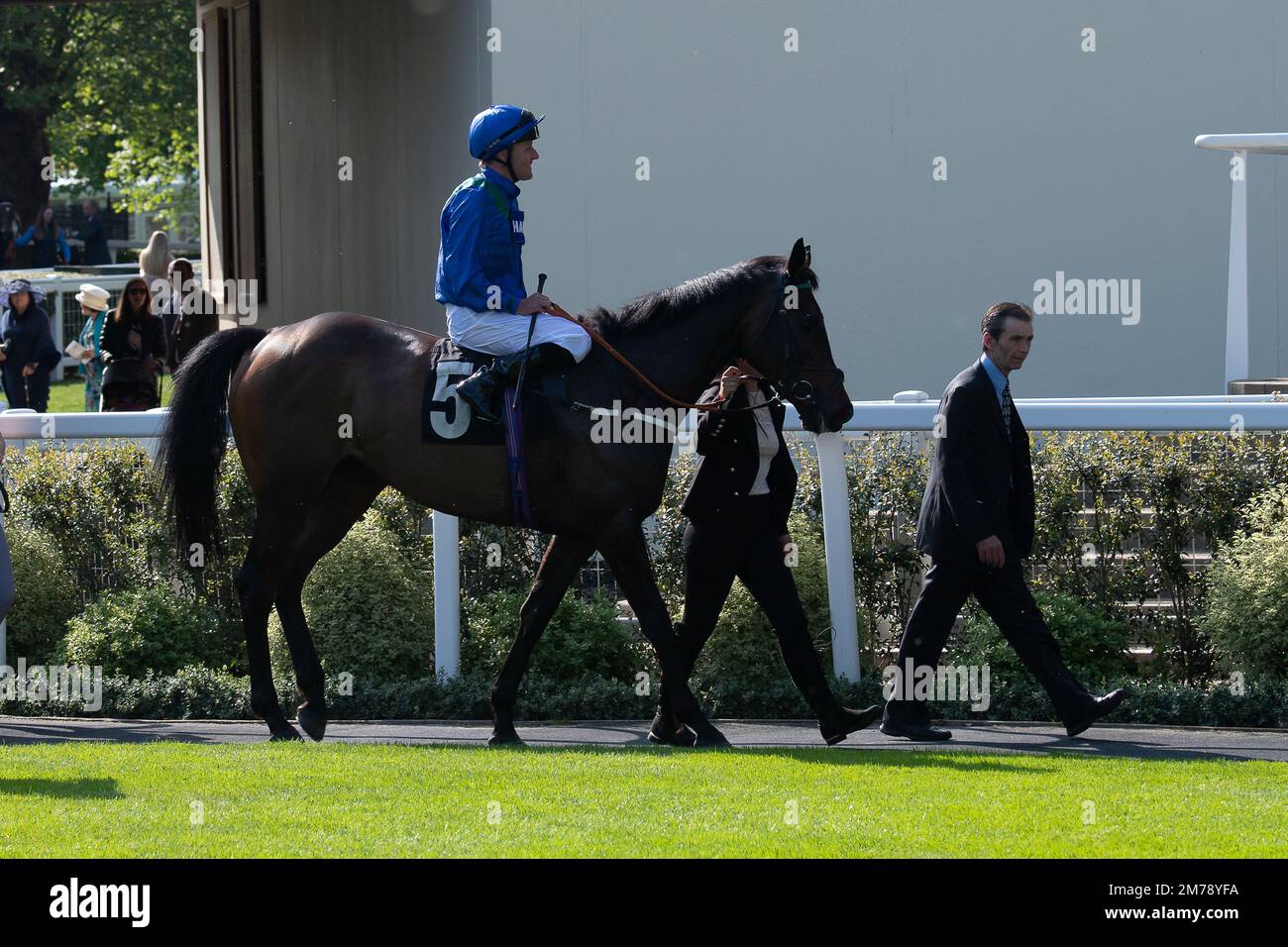 Ascot, Berkshire, UK. 7th May, 2022. Horse Kalma ridden by jockey Tom Queally returns to the Parade Rin after racing in the Dare to Dream Racing on Facebook Fillies Handicap Stakes.Credit: Maureen McLean/Alamy Stock Photo