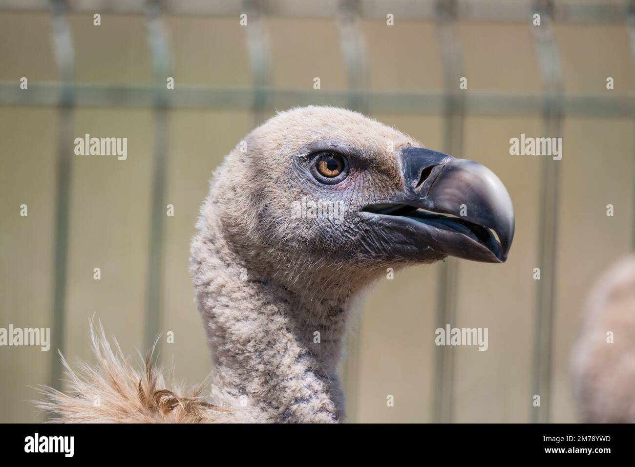 griffon vulture, Gyps fulvus, locked in a temporary cage to be ringed, head  detail, Catalonia, Spain Stock Photo - Alamy