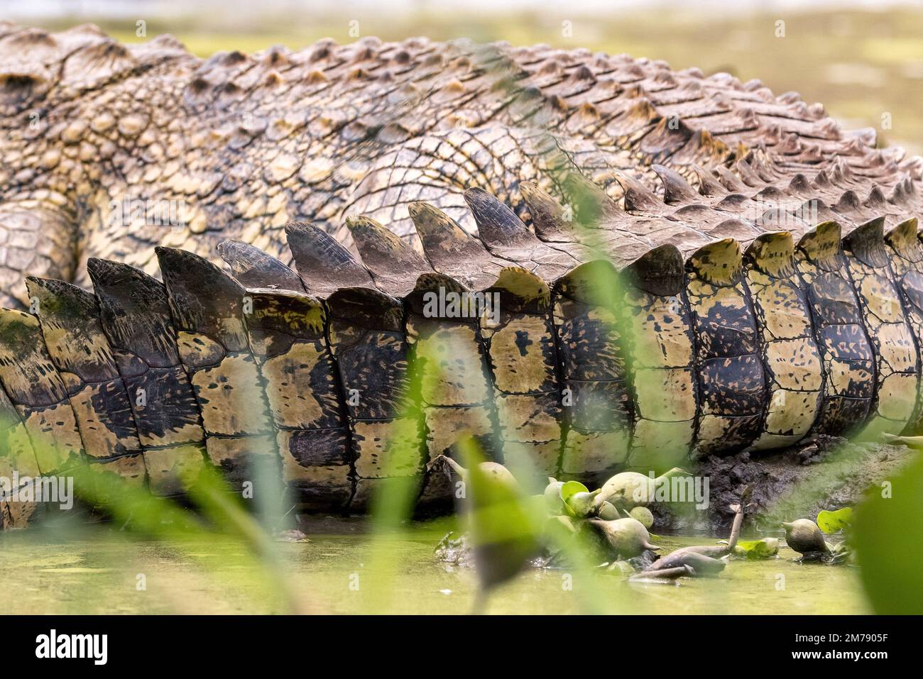 The detail of the tail of a nile crocodile, Crocodylus niloticus, well camouflaged on the banks of Lake Edward, Queen Elizabeth National Park, Uganda. Stock Photo
