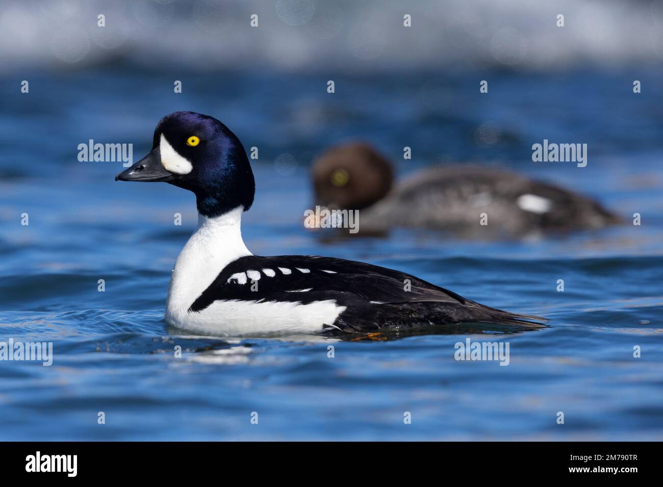 Barrow's Goldeneye (Bucephala islandica), side view of an adult male swimming in the water with a female in the background, Northeastern Region, Icela Stock Photo