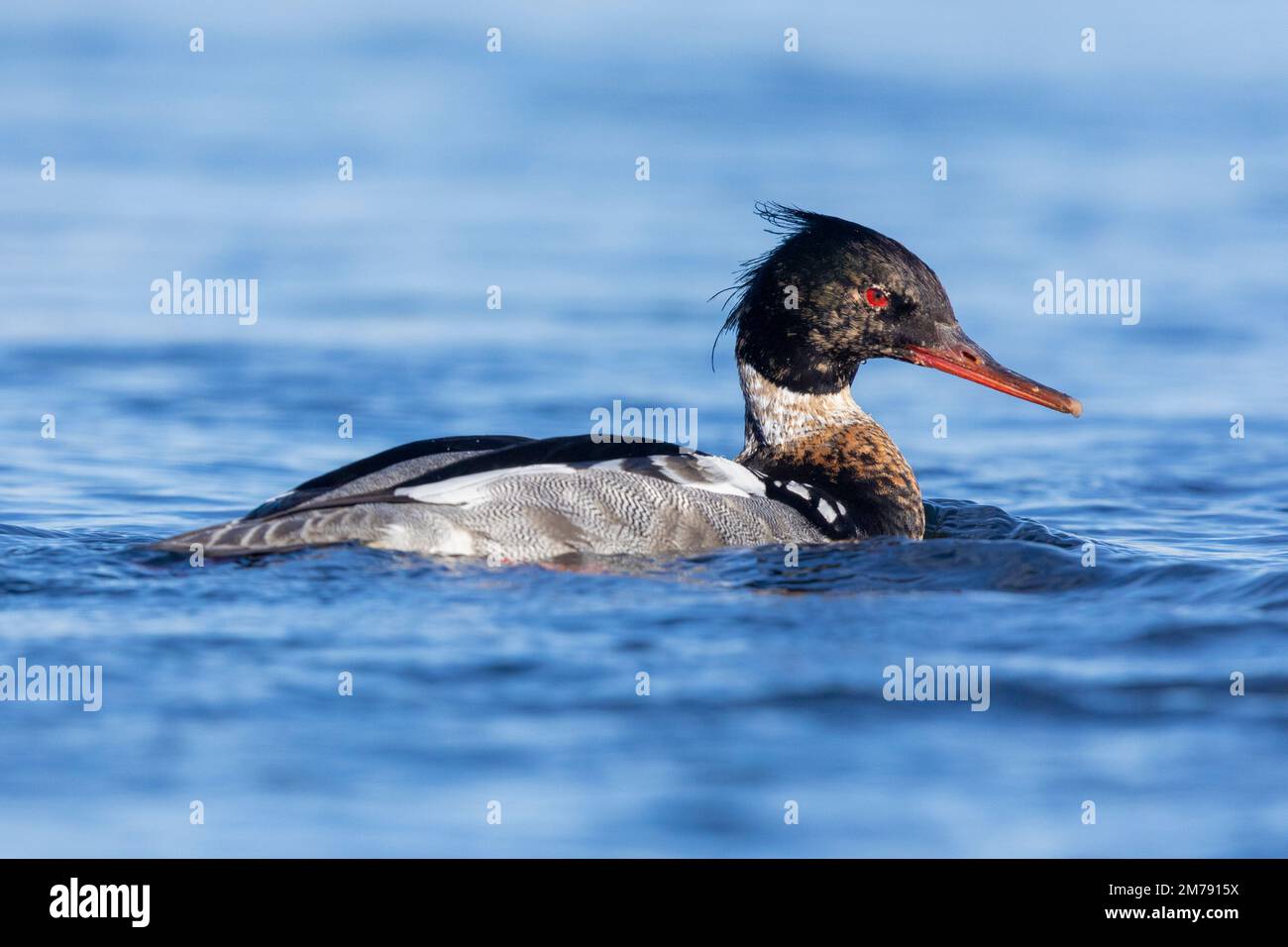 Red-breasted Merganser (Mergus serrator), side view of an adult male swimming in the water, Northeastern Region, Iceland Stock Photo