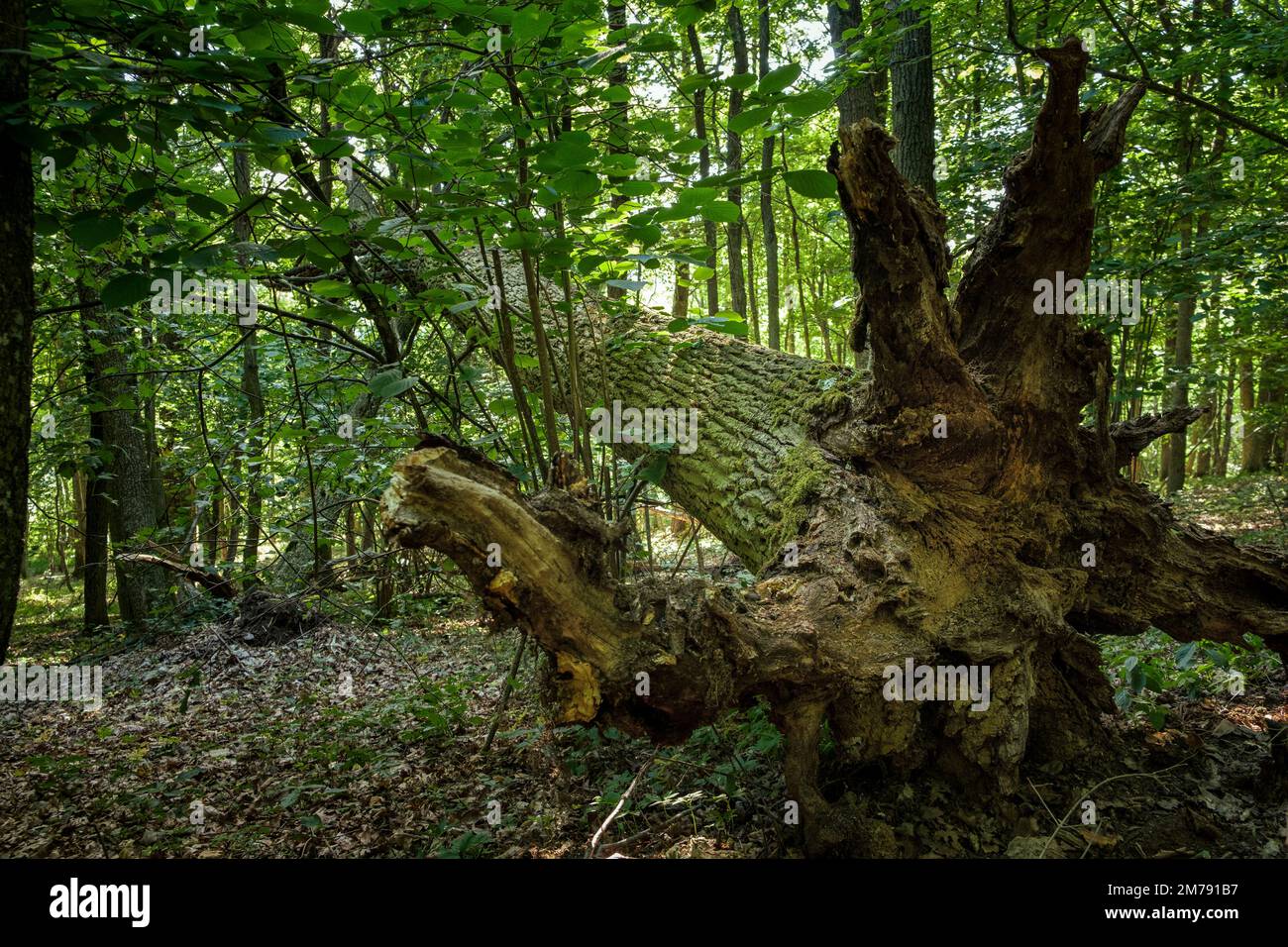 Fallen tree in German forest with view of root Stock Photo Alamy