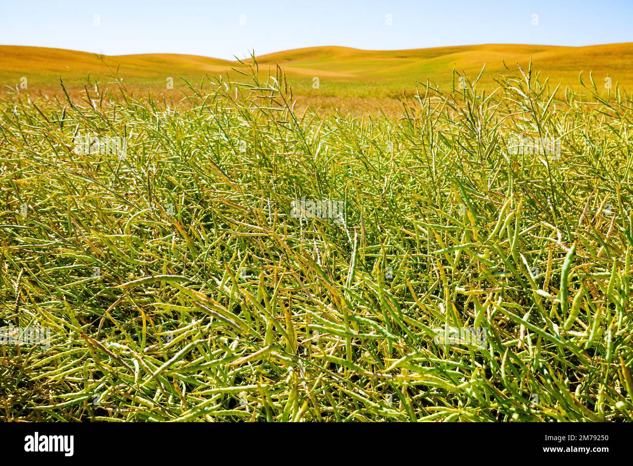 Farm fields of Canola plants; Brassica; Palouse Region; Washington; USA Stock Photo