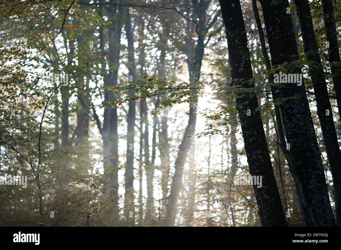 A beautiful shot of the sun shining through thin trees in a forest ...