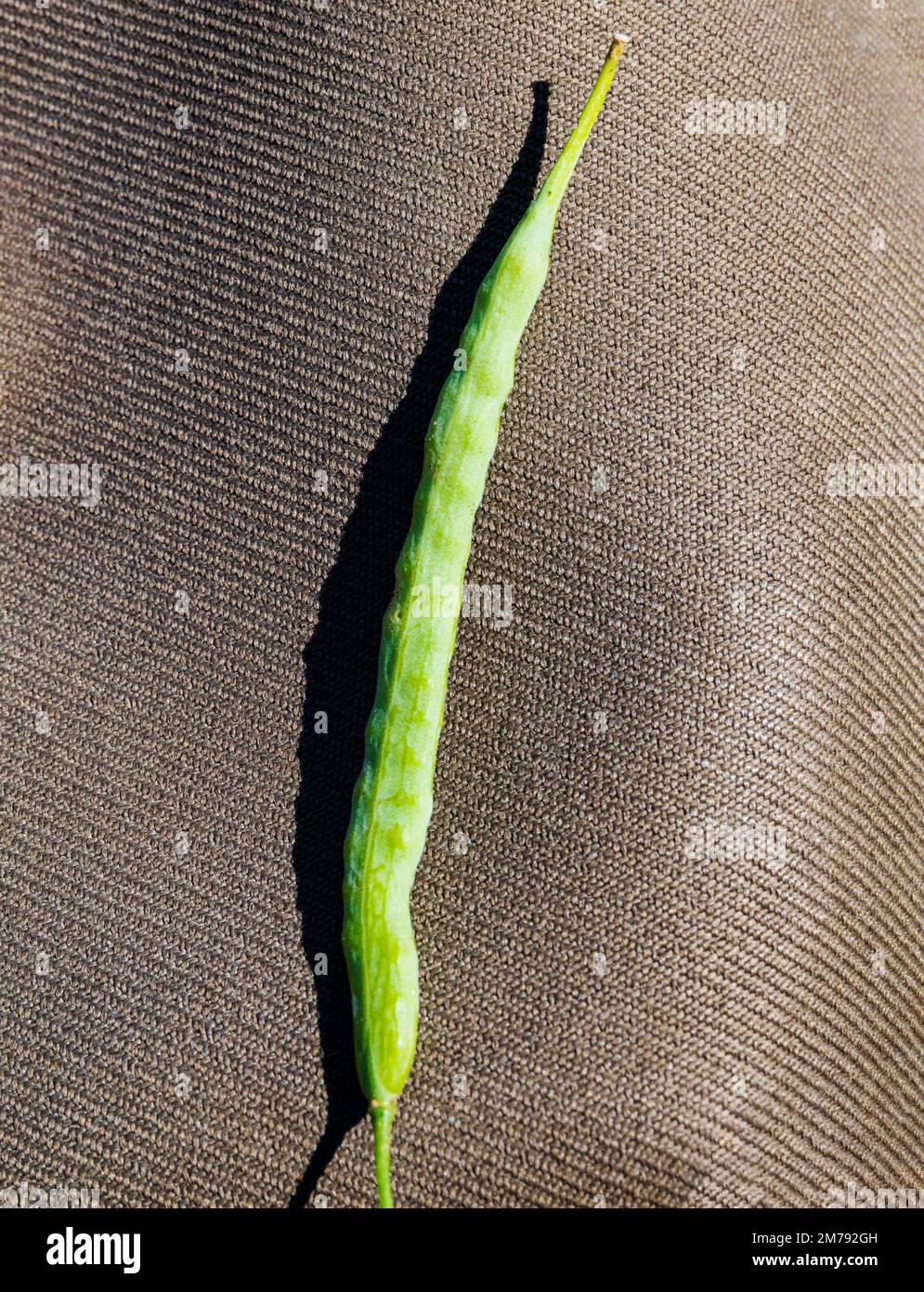 Closeup of ripe Canola plant pod; Brassica; Palouse Region; Washington; USA Stock Photo