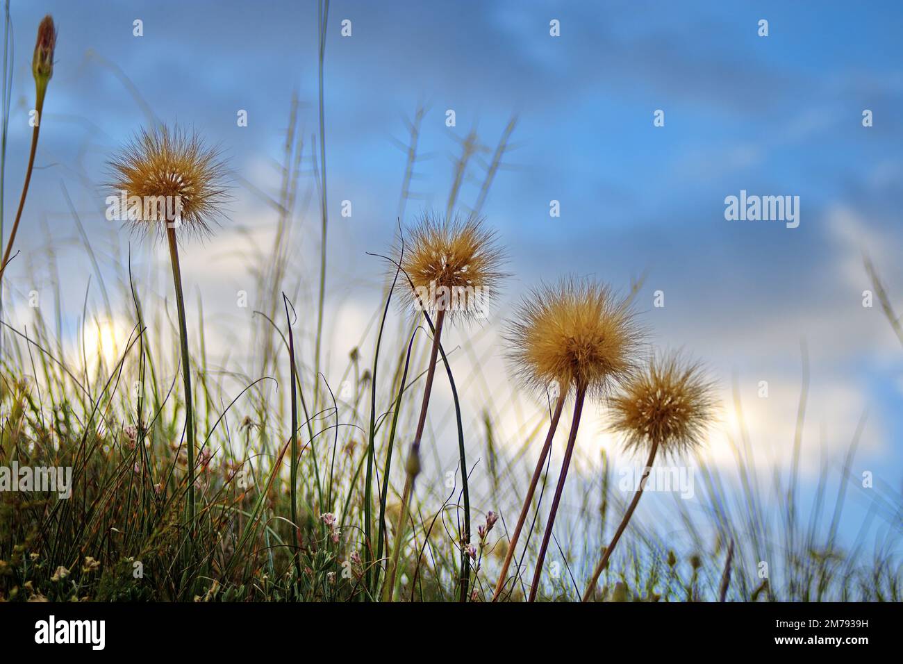 A closeup shot of wildflowers growing in the mountain Stock Photo - Alamy