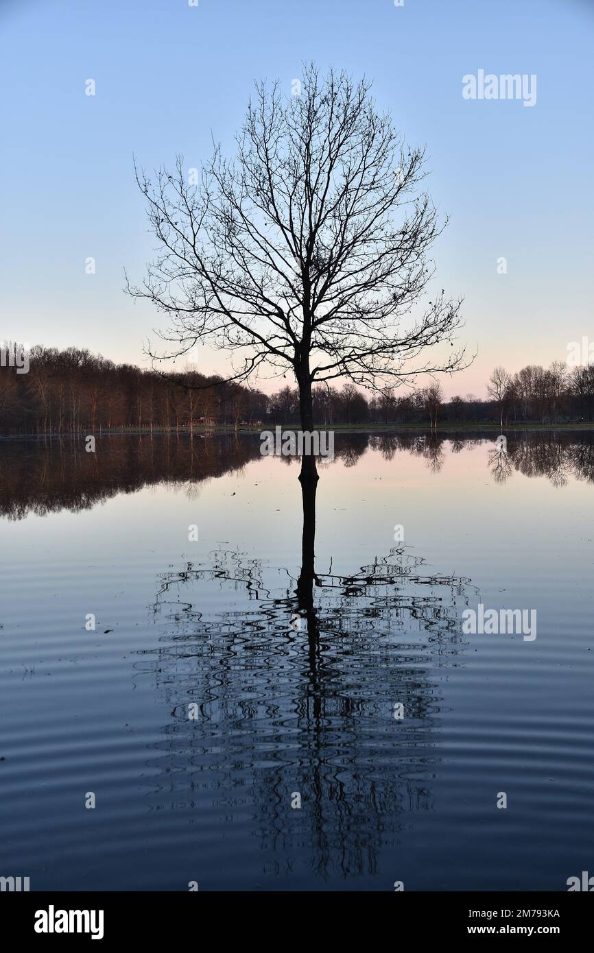 A tree in the middle of a flooded field Stock Photo