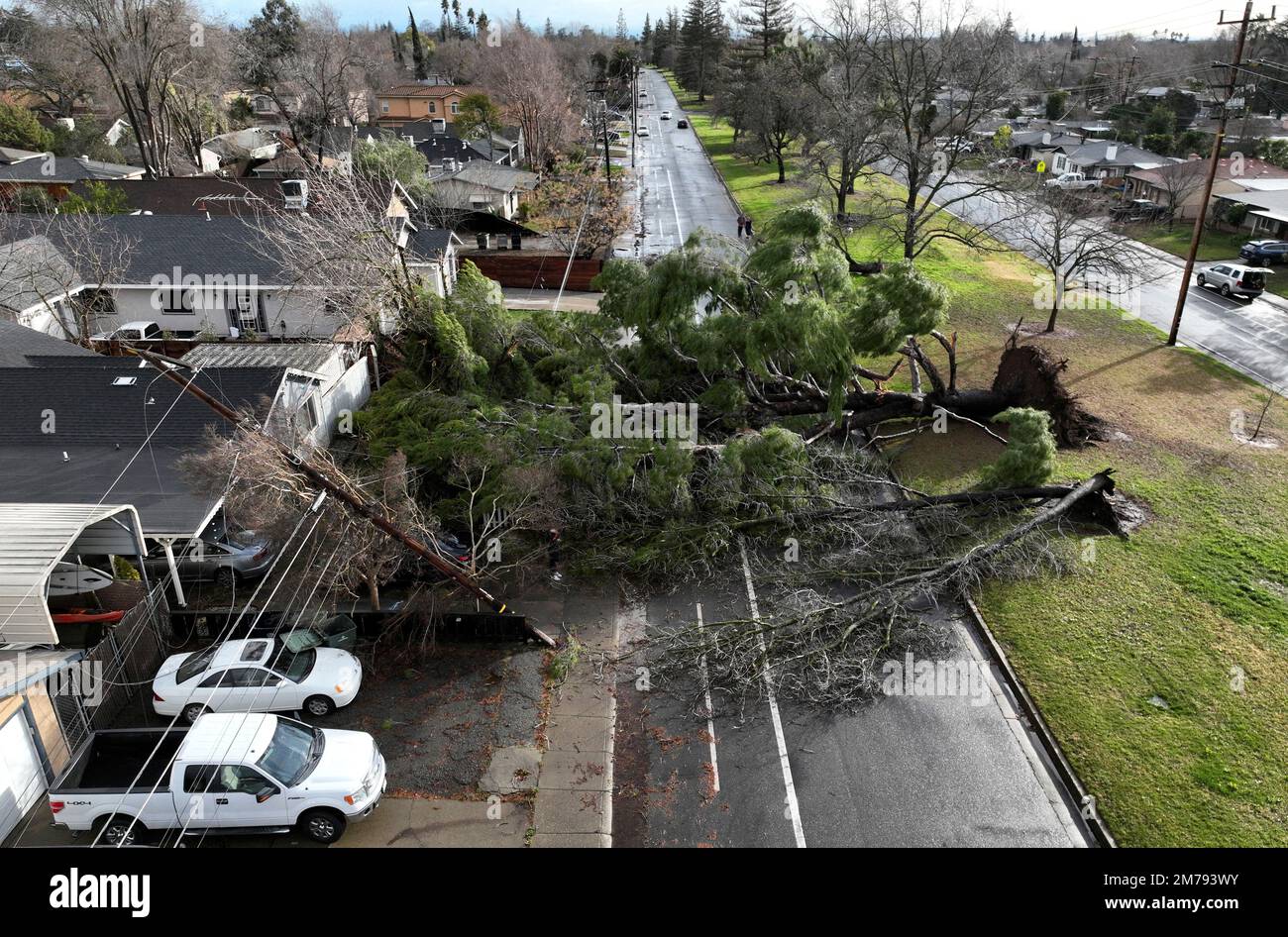 Jo da Odysseus Jep A drone view of a tree that fell during a winter storm with high winds in  Sacramento, California, U.S. January 8, 2023. REUTERS/Fred Greaves TPX  IMAGES OF THE DAY Stock Photo - Alamy