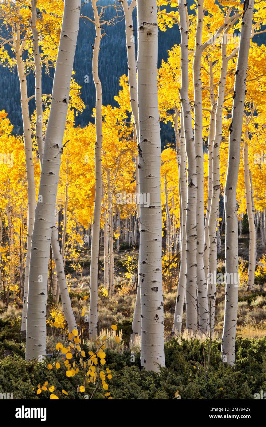 Quaking Aspens  'Pando Clone' also known as Trembling Giant, clonal colony of an individual marker, Fish Lake, Utah. Stock Photo