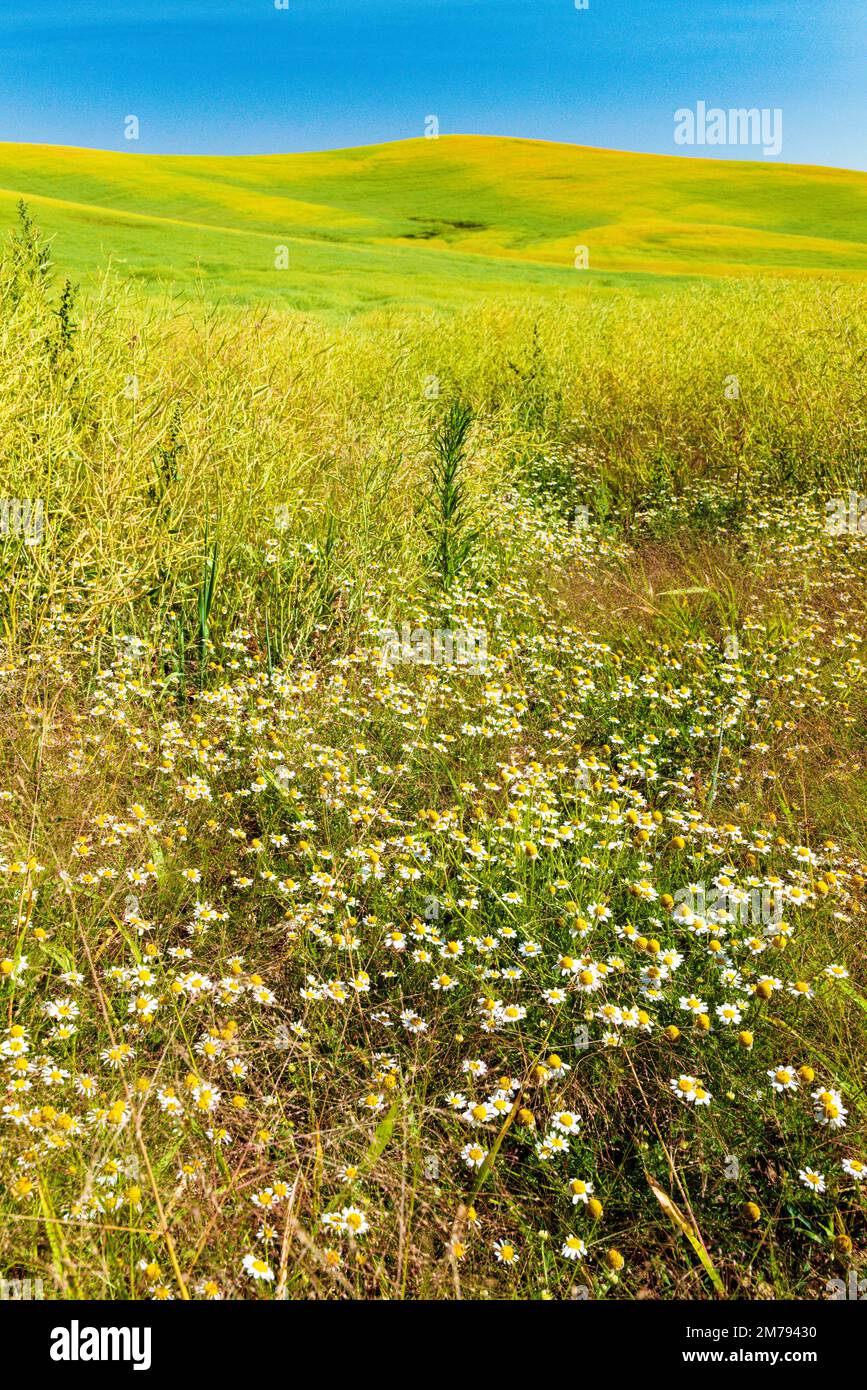 Wildflowers grow along beautiful colorful farm fields of Canola plants; Palouse region; Washington state; USA Stock Photo