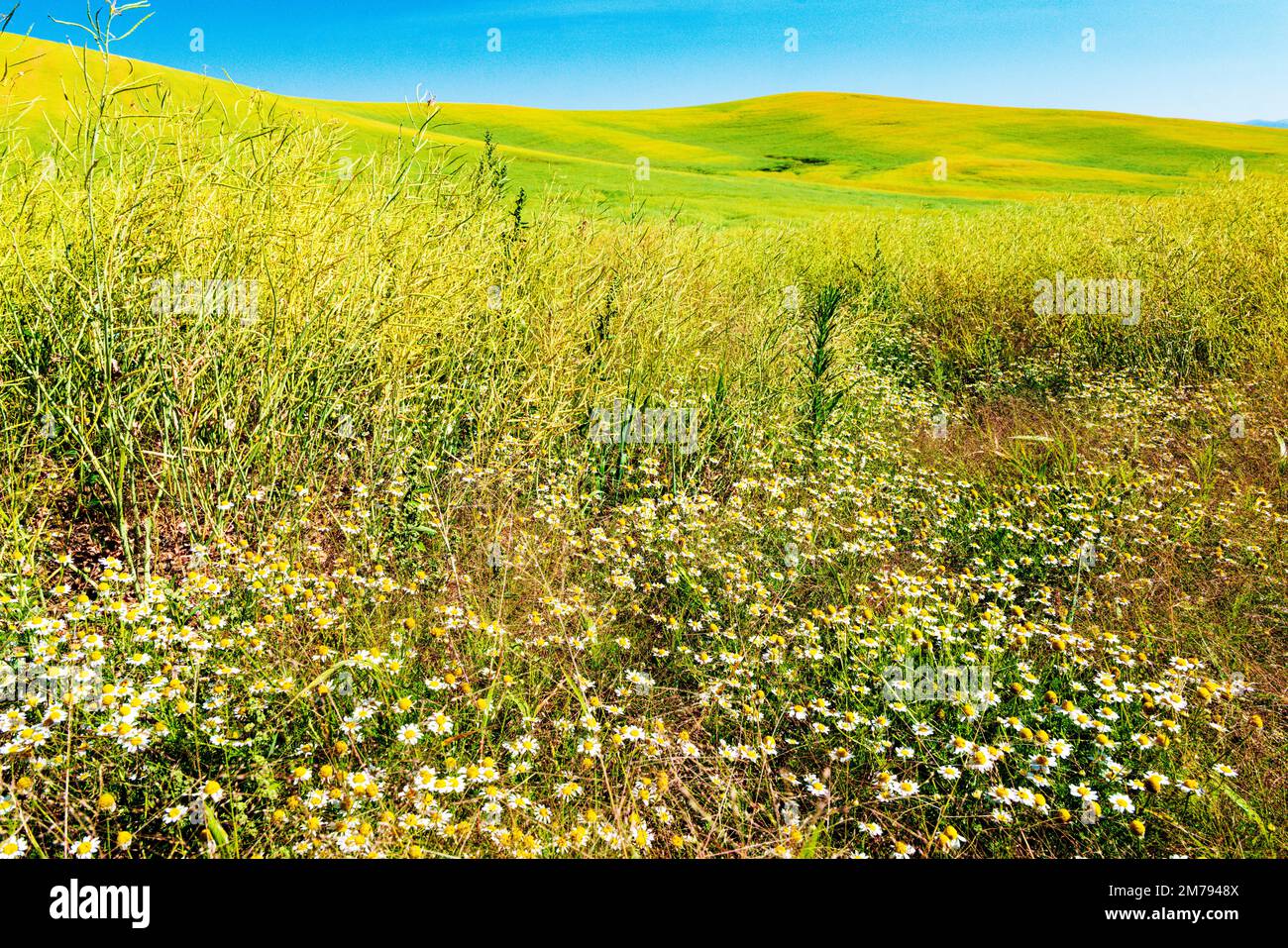 Wildflowers grow along beautiful colorful farm fields of Canola plants; Palouse region; Washington state; USA Stock Photo