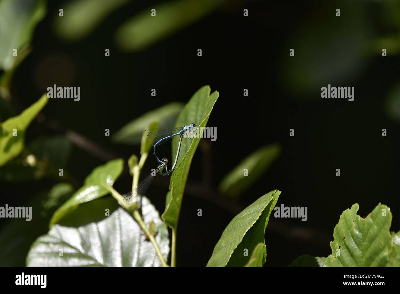 Mating Pair of Azure Damselflies (Coenagnon puella) Forming Mating Wheel to Left of Image on Sunlit Green Leaf in July in Wales, UK Stock Photo