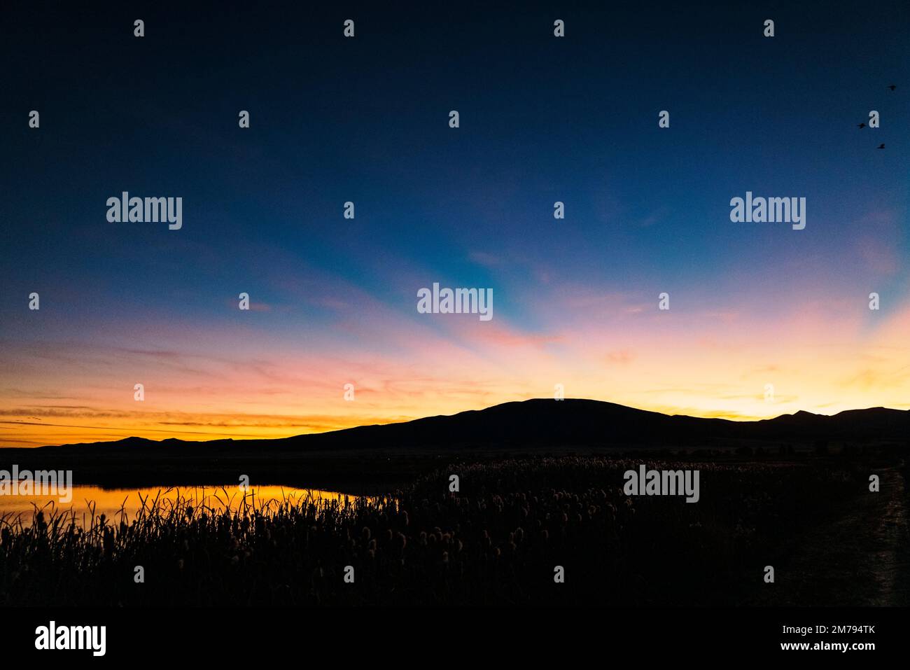Sunset; cattails; Monte Vista National Wildlife Refuge; San Luis Valley; Colorado; USA Stock Photo