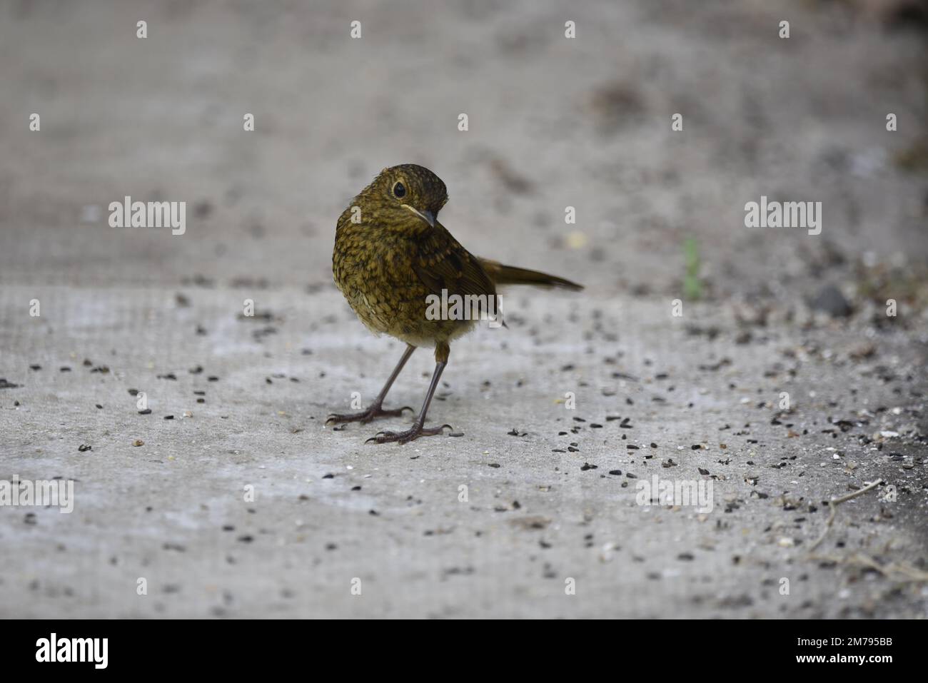Juvenile European Robin (Erithacus rubecula) Striking a Cute Camera Facing Pose, Head Tilted to Right, Standing on a Hot Patio in July in Wales, UK Stock Photo