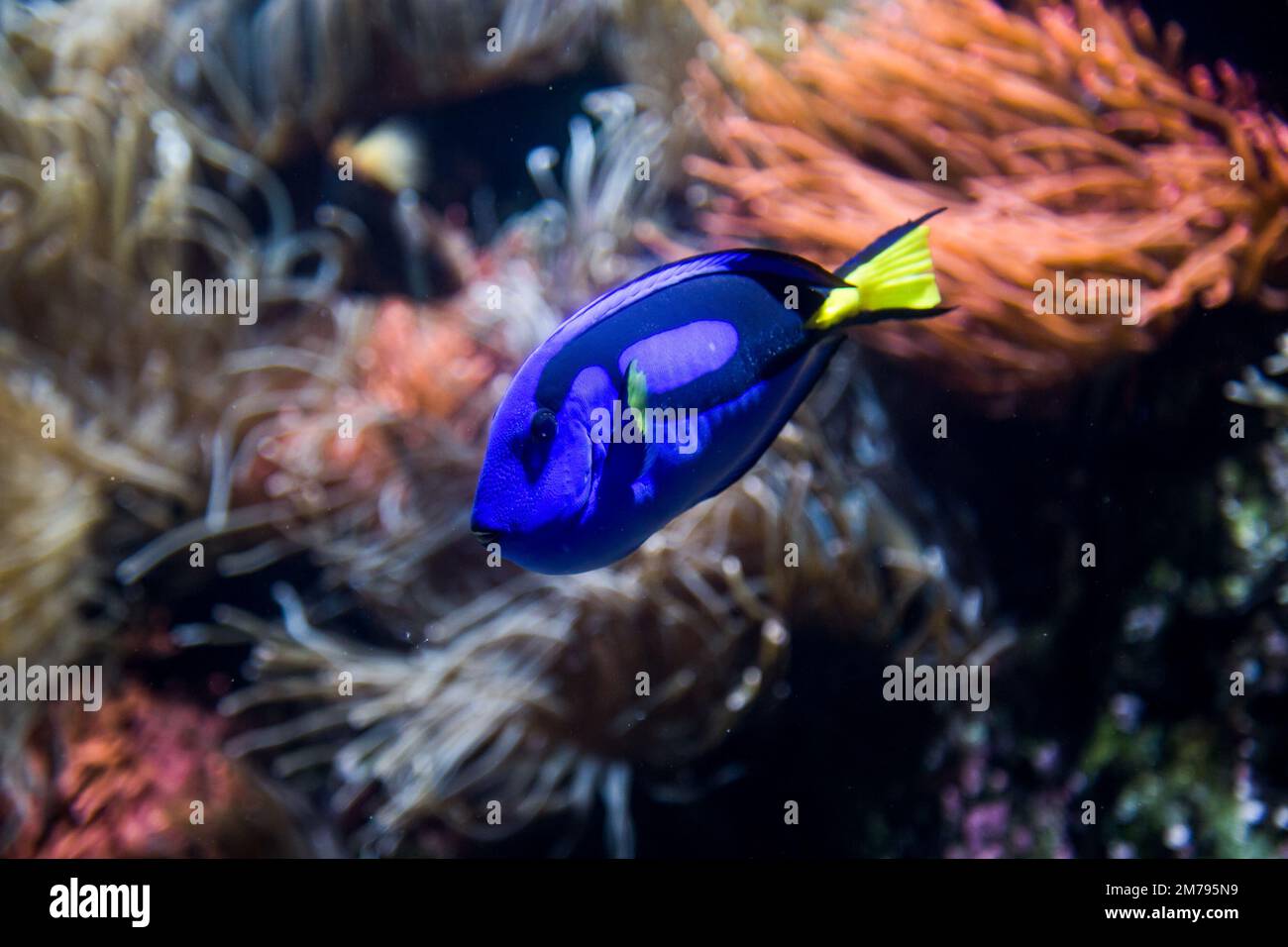 Blue tang fish are found in deep water, among algae and other marine plants. The fish is brightly colored in blue and the fins are yellow. Stock Photo
