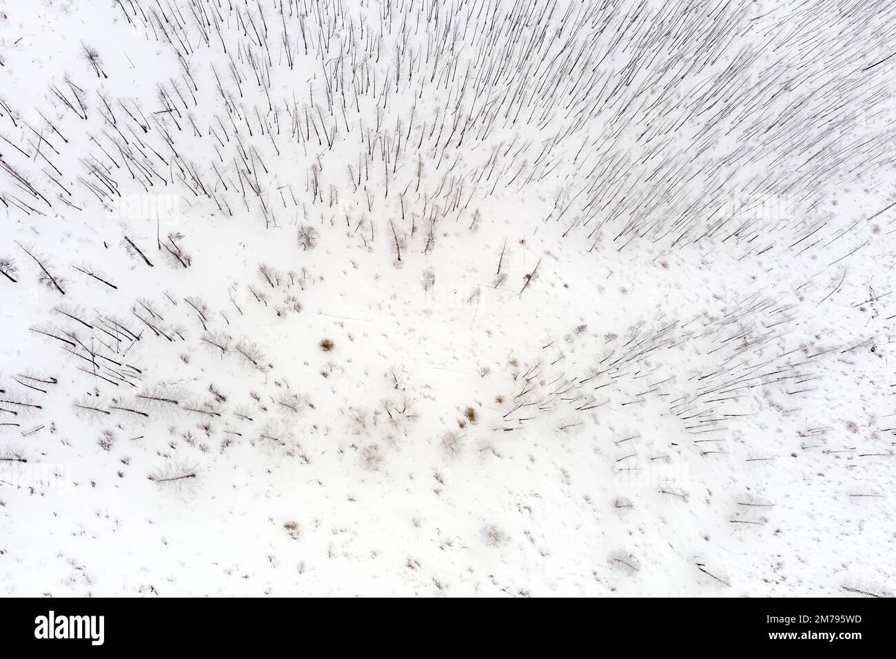 Forest fire ravaged trees still stand in winter snow Stock Photo - Alamy