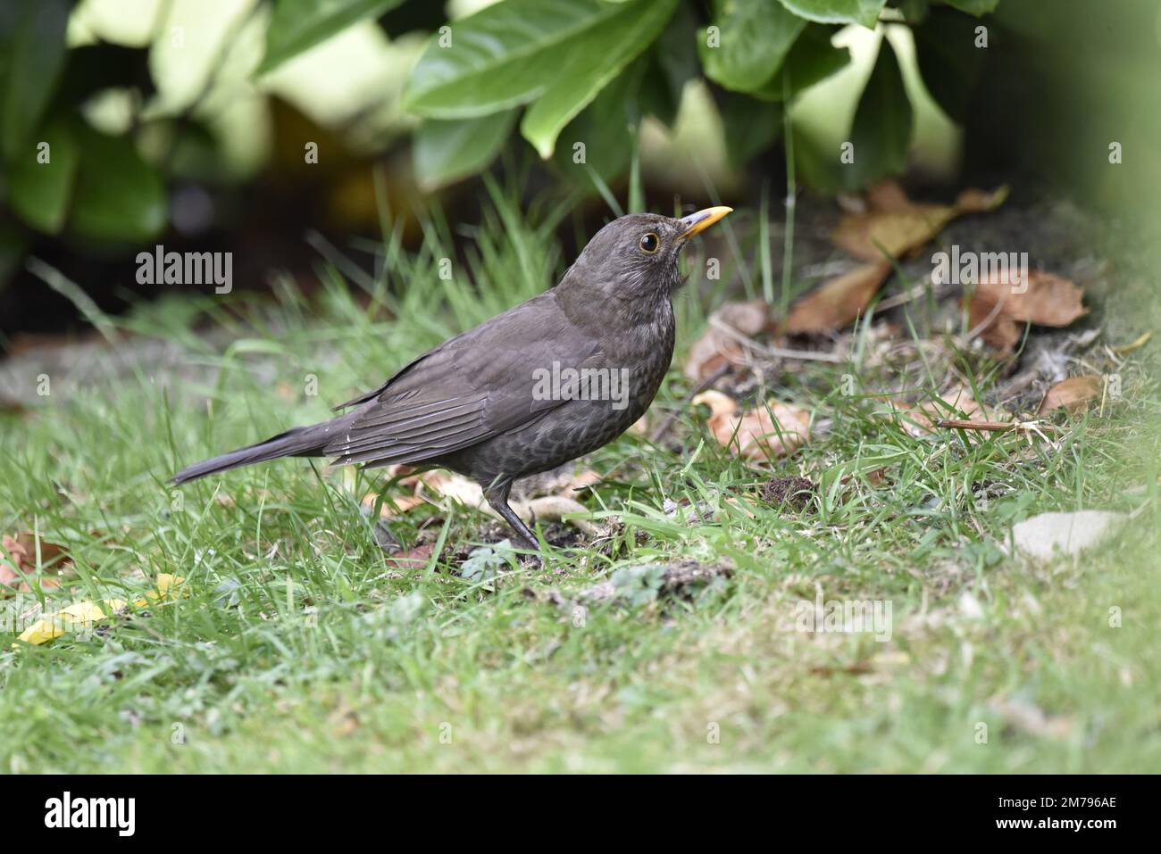 Close-Up Right-Profile Image of a Young Male Common Blackbird (Turdus merula) Walking on Grass and Dry Leaves with Leafy Background in July in the UK Stock Photo