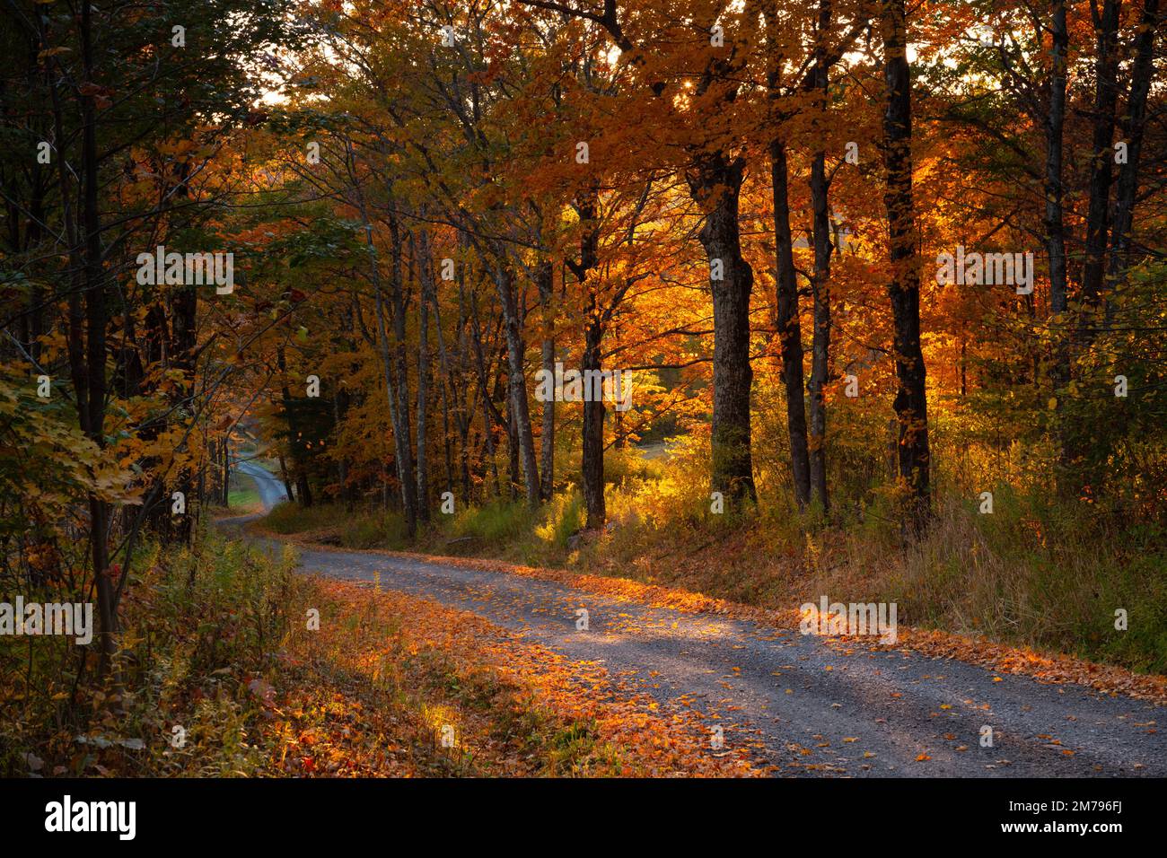 Scenic Tree Lined Country Road In The Catskill Mountains Of