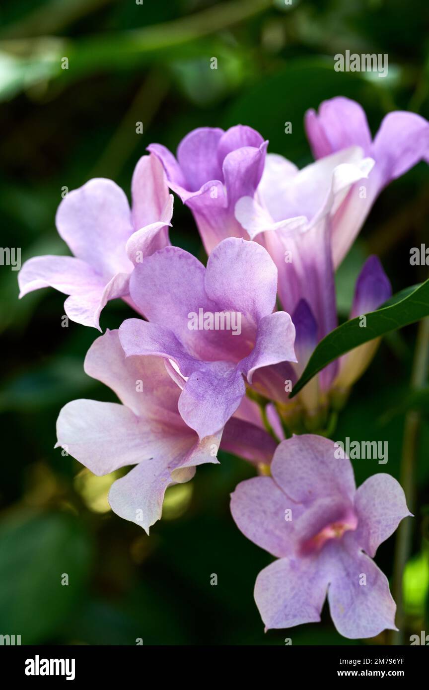 A vertical shot of fresh purple mansoa alliacea flowers growing in the field Stock Photo