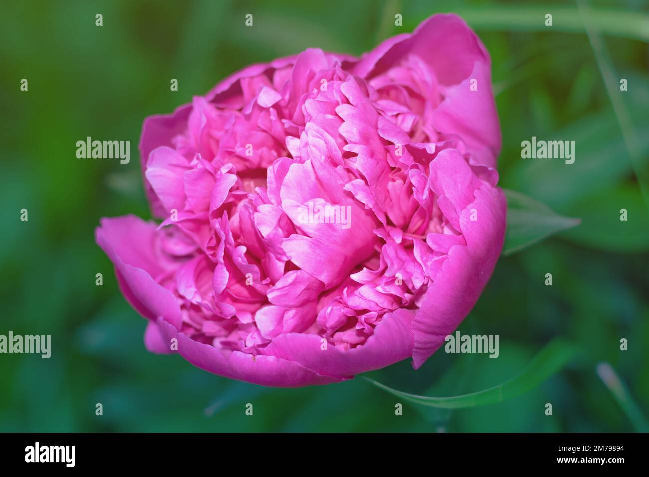 A beautiful blooming peony in a close-up photo with a blurred background Stock Photo