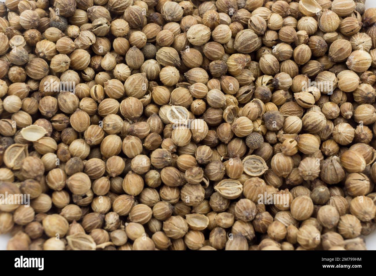Pile of Coriander seeds closeup. Food background. Aromatic seasoning