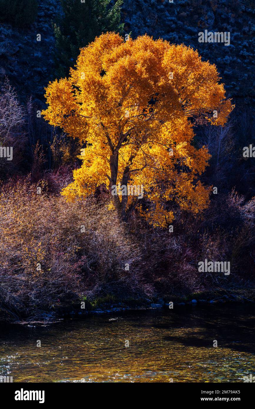 Golden Cottonwood tree leaves in autumn; Gunnison River; Colorado; USA Stock Photo