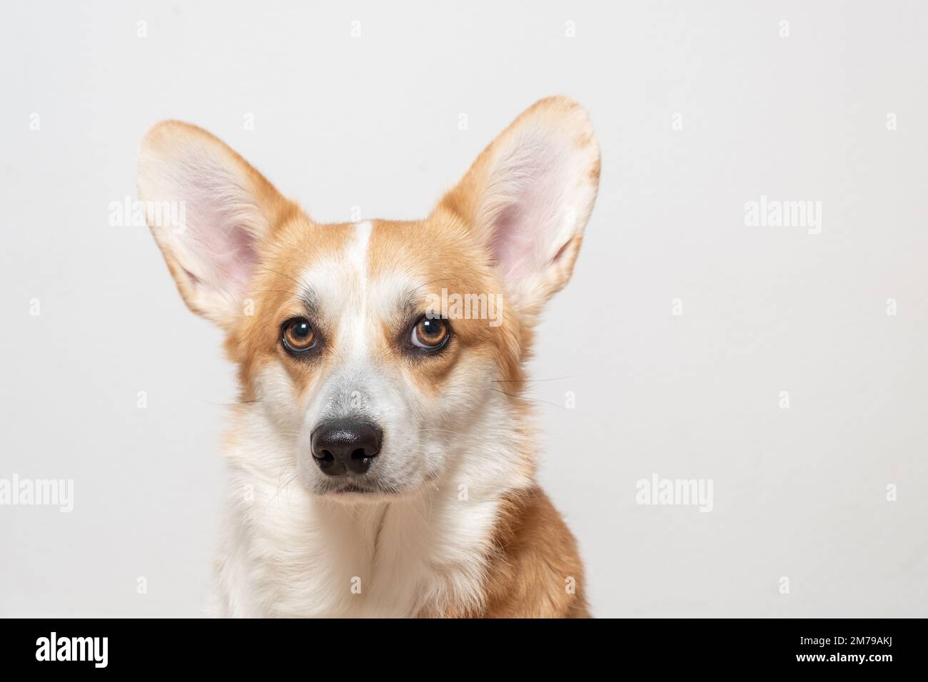Portrait of adorable Welsh corgi Pembroke lying on a comfortable sofa ...