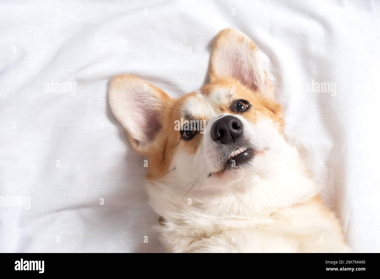 Portrait of adorable Welsh corgi Pembroke lying on a comfortable sofa ...