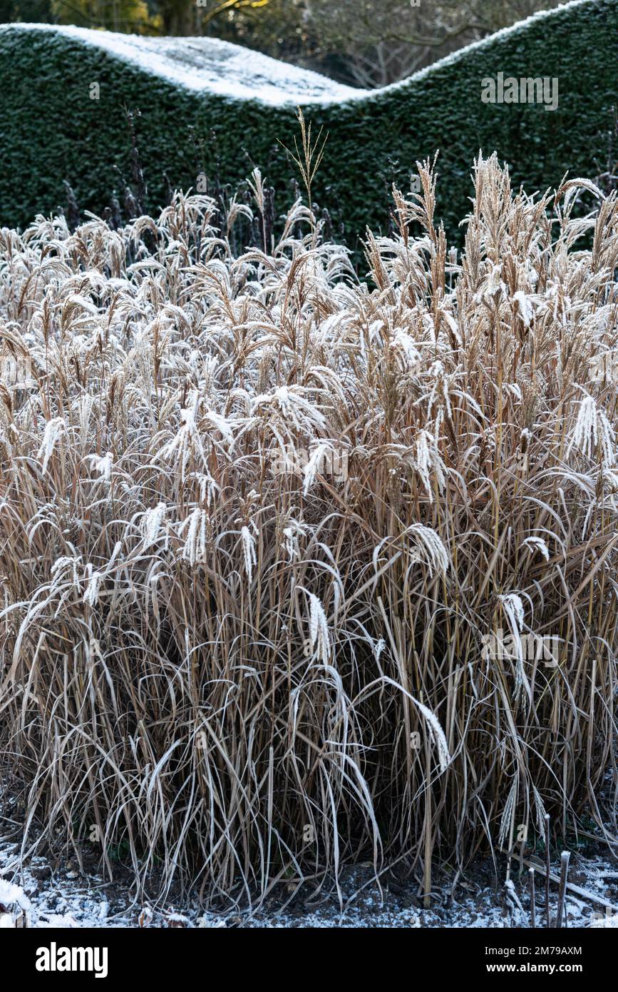 Frosty day after snowfall showing large grasses in a winter garden border against backdrop of perfectly cut curved hedge - Berkshire, UK Stock Photo