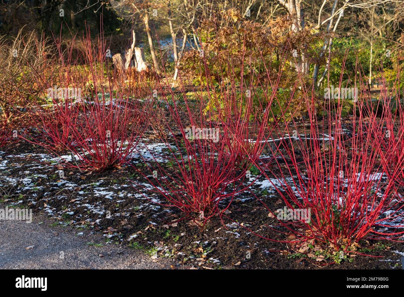 Red stems of the Siberian dogwood Cornus Alba 'Sibirica' taken on a winter's day, UK Stock Photo