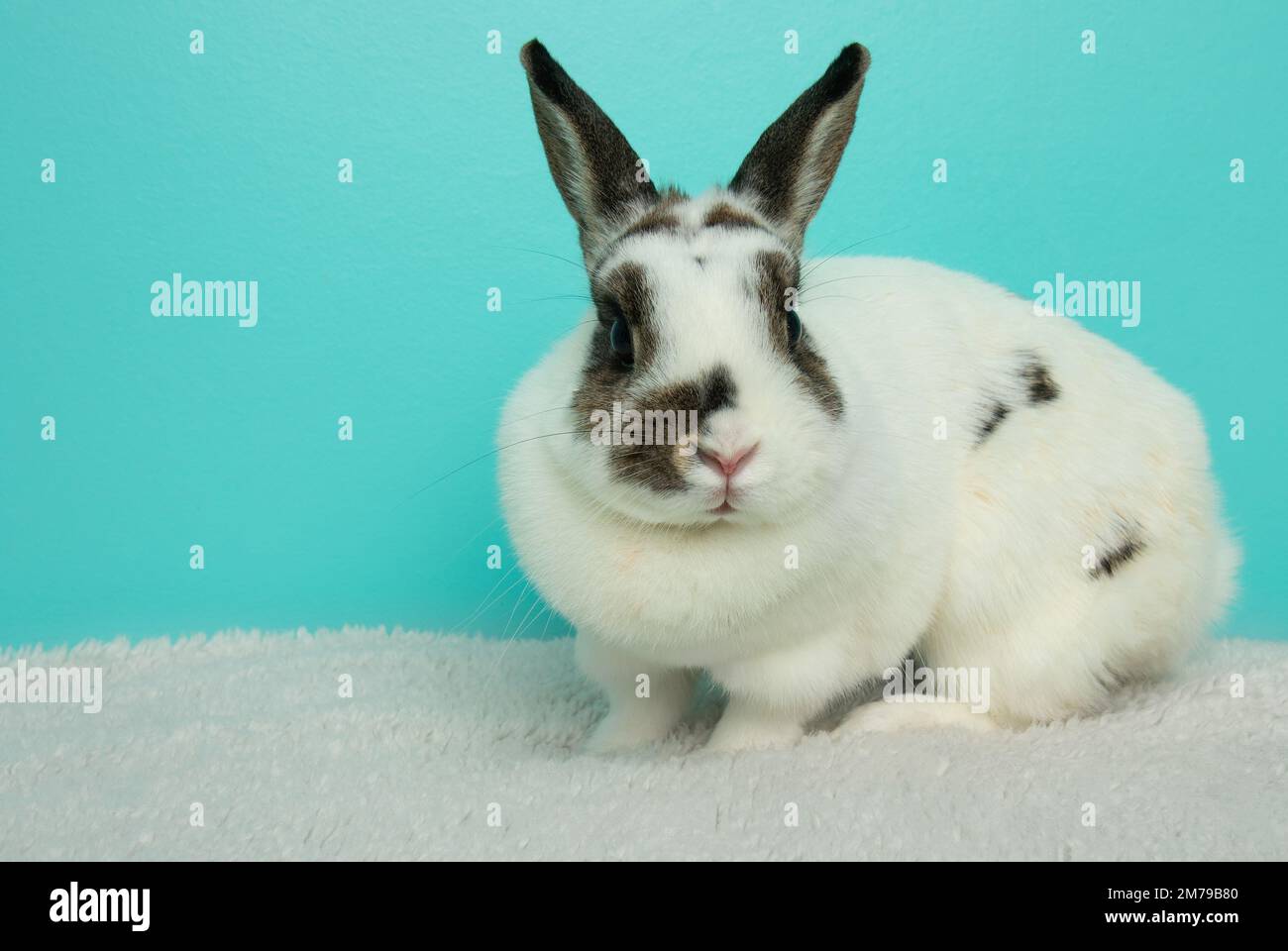 cute brown black and white bunny rabbit portrait Stock Photo