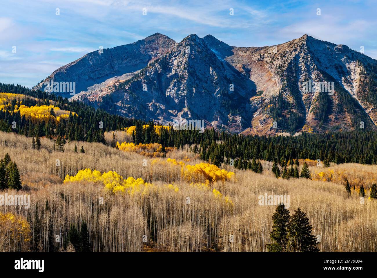 Fall foliage colors; Aspen Trees; Anthracite Range; West Elk Mountains near Kebler Pass; Colorado; USA Stock Photo