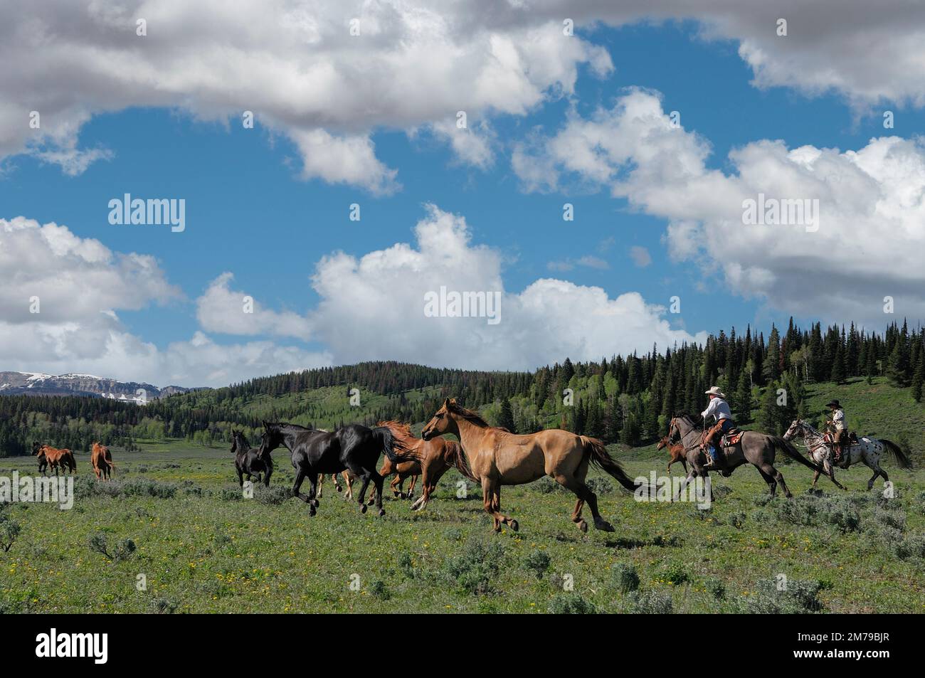 USA; Rocky Mountains; Wyoming; Sublette County; Pinedale; Flying A Ranch; cowboys; Stock Photo