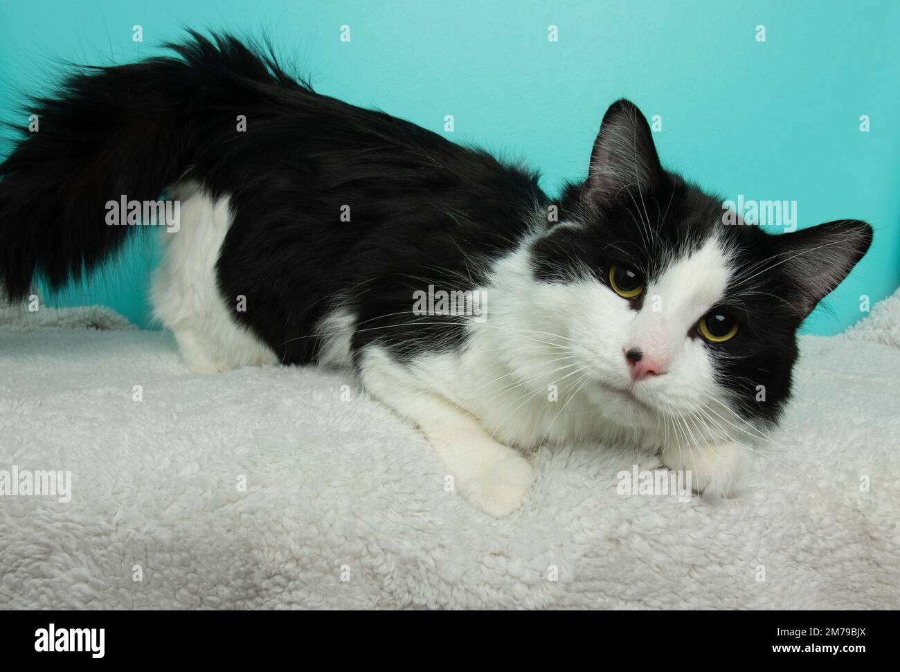cute black and white fluffy cat with green eyes portrait Stock Photo ...