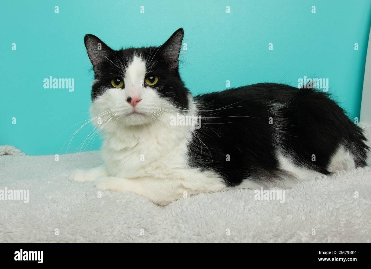cute black and white fluffy cat with green eyes lying down Stock Photo ...
