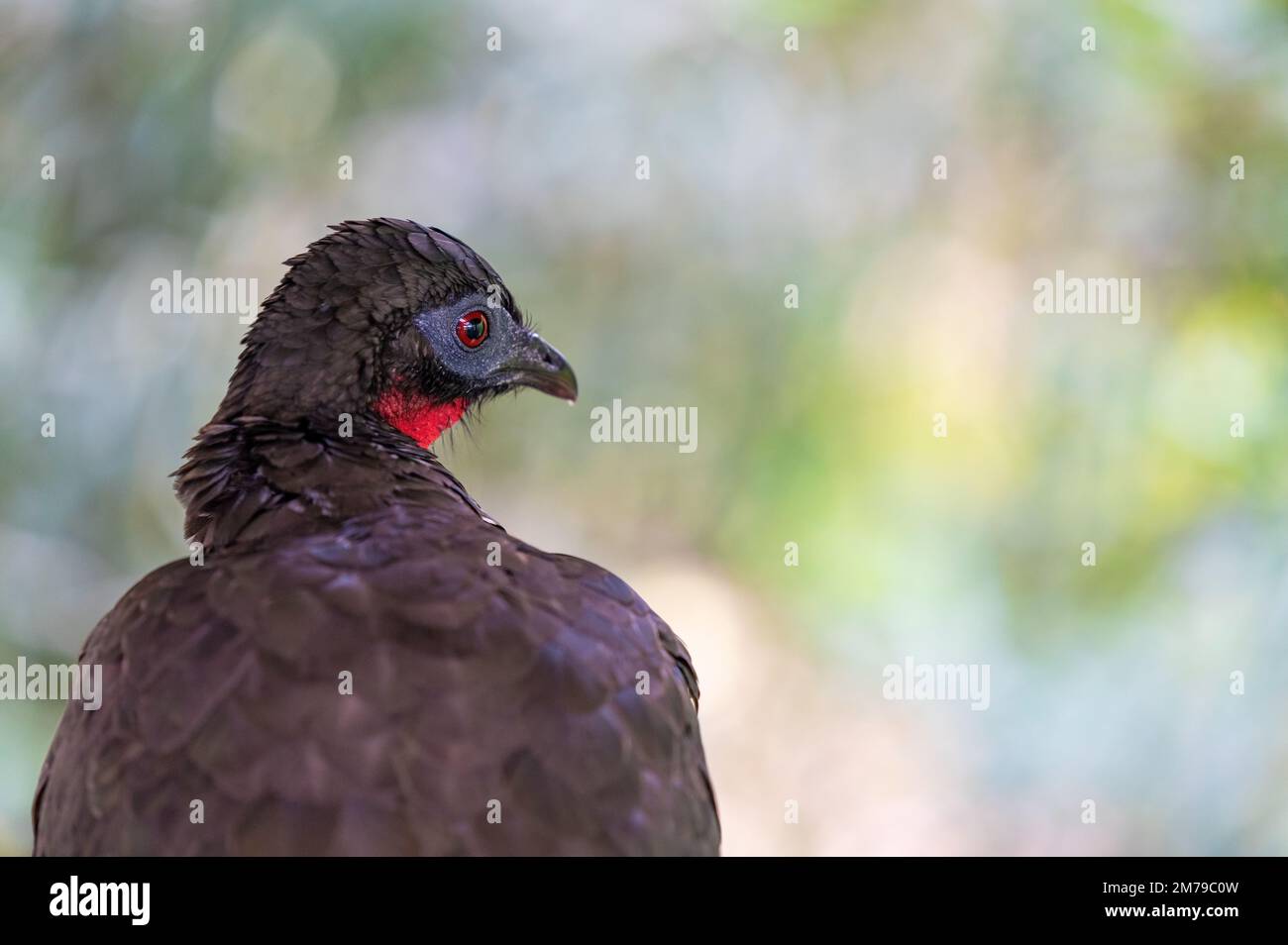 Andean Guan (Penelope montagnii) portrait, Mindo cloud forest, Ecuador. Stock Photo