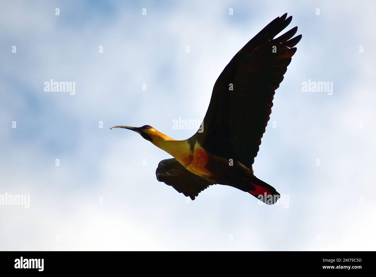 Black-faced ibis, Theristicus melanopis, Schwarzzügelibis, Reserva Laguna Nimez, El Calafate, Santa Cruz Province, Argentina, South America Stock Photo