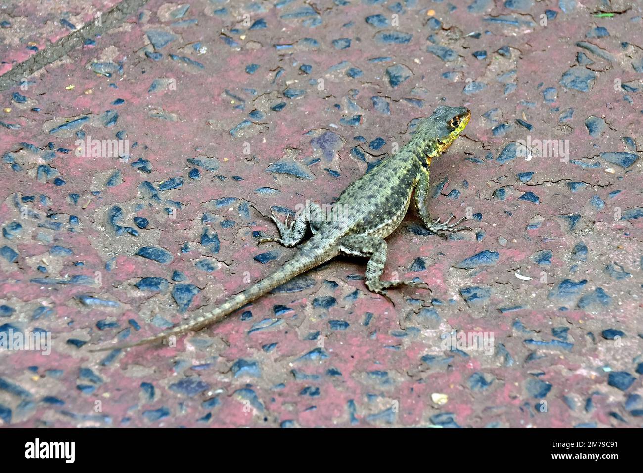 Amazon lava lizard, Tropidurus torquatus, Iguazu National Park ...