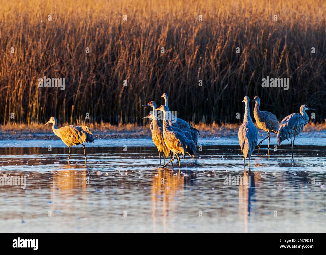 Sandhill Cranes at sunrise, Monte Vista National Wildlife Refuge, San Luis Valley; Colorado, USA Stock Photo